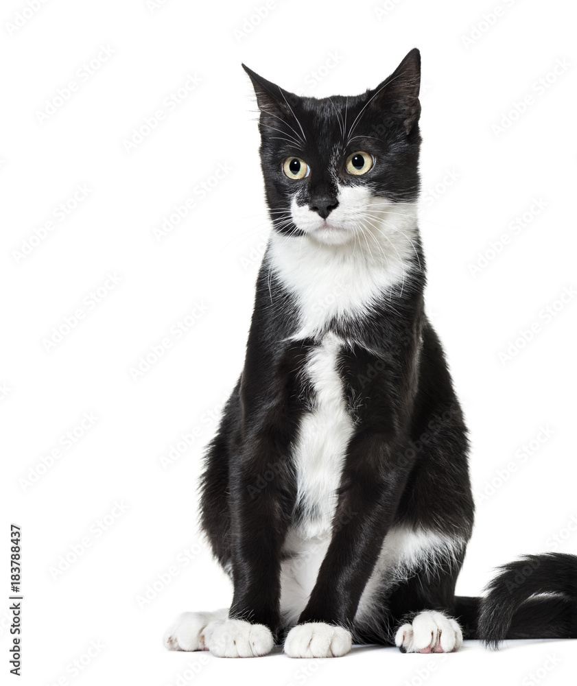 Black and white Mixed-breed cat (6  months old)