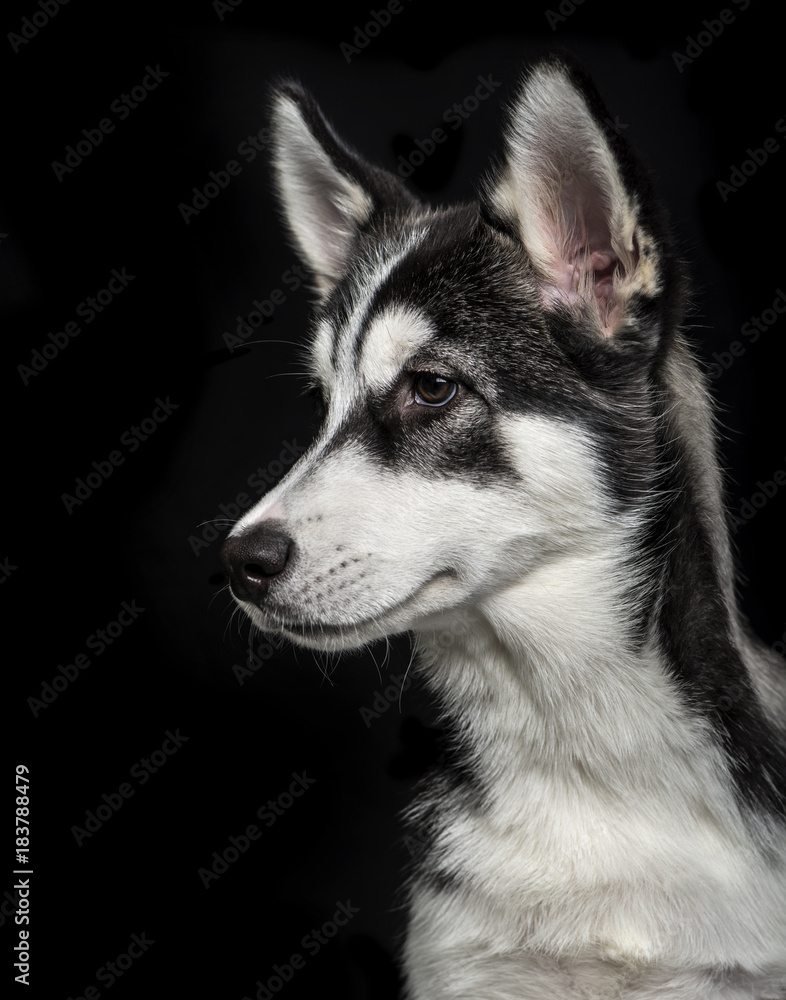 Siberian Husky puppy (5 months old) on black background Siberian Husky puppy (5 months old) on black background