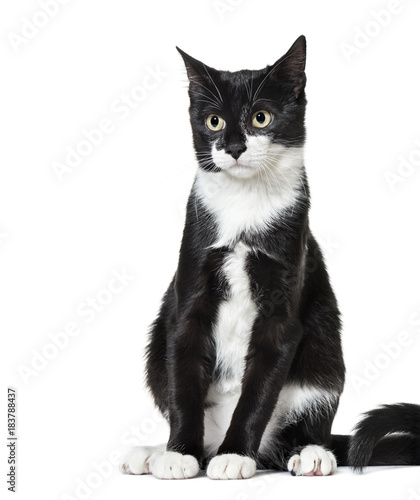 Black and white Mixed-breed cat (6 months old)