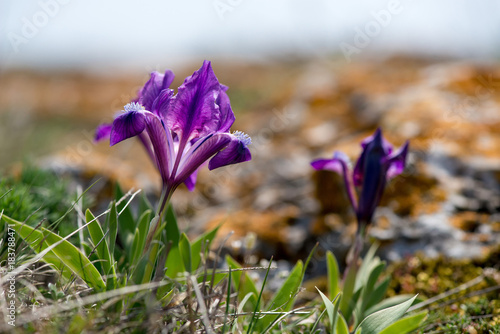 Fototapeta Naklejka Na Ścianę i Meble -  Wild Iris - selective focus, copy space