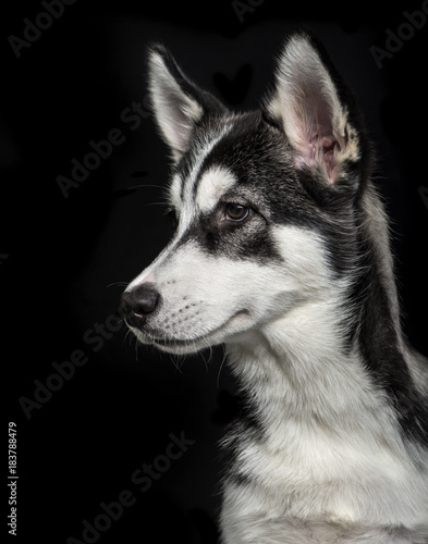 Siberian Husky puppy  5 months old  on black background