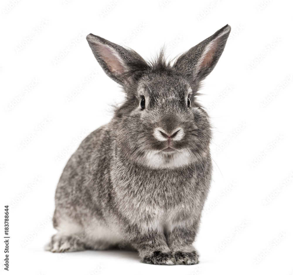 Fototapeta premium Szary królik na białym tle