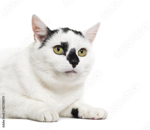 Black and white mixed-breed cat