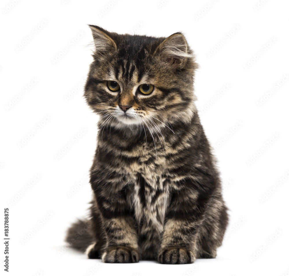 Stripped kitten mixed-breed cat sitting and looking down, isolated on white Stripped kitten mixed-breed cat sitting and looking down, isolated on white