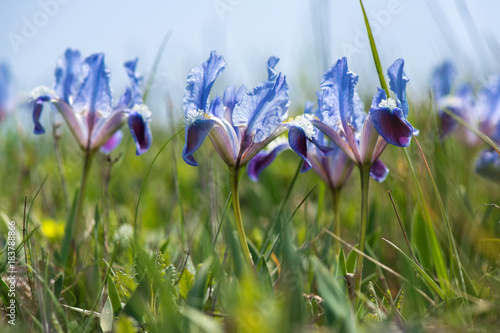 Fototapeta Naklejka Na Ścianę i Meble -  Wild Iris