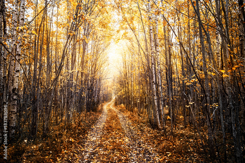 Obraz premium Autumn sunny landscape with a forest road. Karelia. Russia
