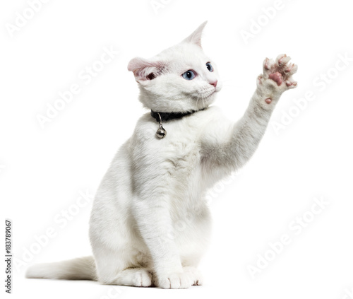 Fototapeta Naklejka Na Ścianę i Meble -  White kitten mixed-breed cat wearing a bell collar and playing,