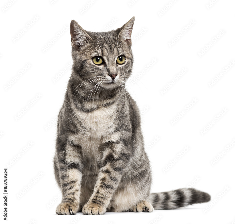 Grey stripped mixed-breed cat sitting, isolated on white Grey stripped mixed-breed cat sitting, isolated on white