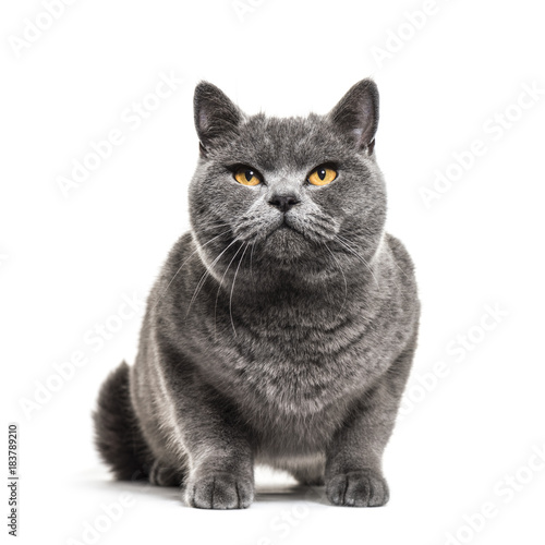 Fototapeta Naklejka Na Ścianę i Meble -  Grey british shorthair cat, isolated on white