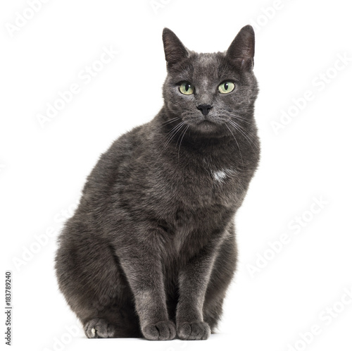 Grey mixed-breed cat sitting in front of a white background