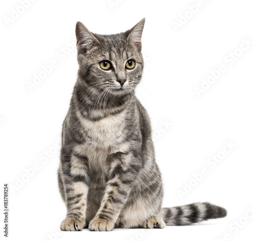 Grey stripped mixed-breed cat sitting, isolated on white
