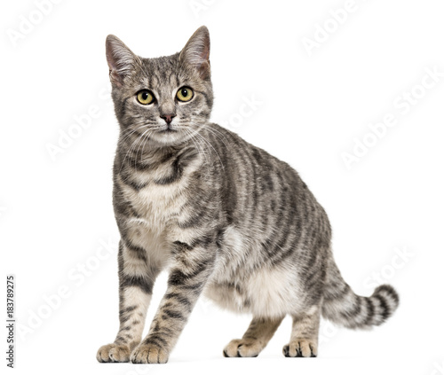 Grey stripped mixed-breed cat standing, isolated on white