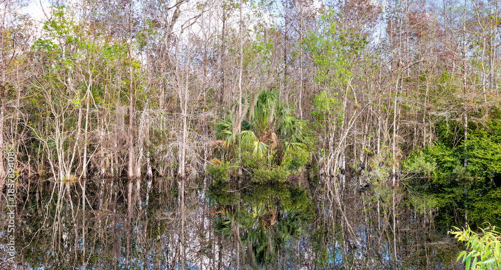 Everglades swamp, Florida