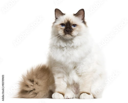 Birman cat, sitting, isolated on white