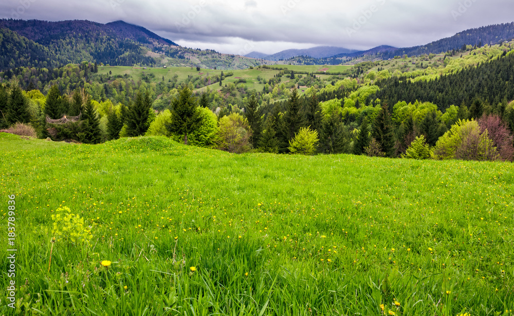 grassy meadow on forested hillside. beautiful nature scenery in mountains on an overcast spring day