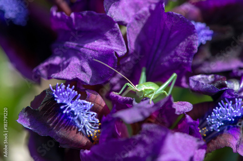 Fototapeta Naklejka Na Ścianę i Meble -  Wild Iris and a green grasshopper in it