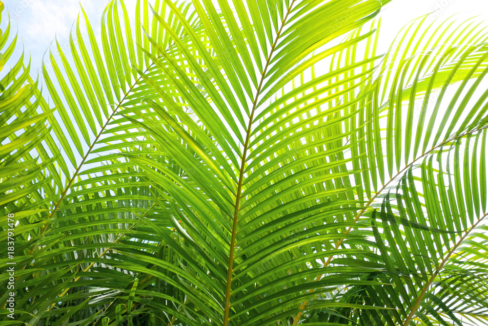 Obraz premium close up of three green palm leaves with a white background