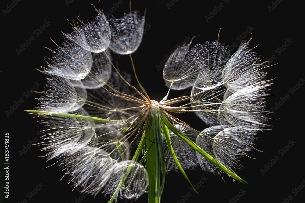 Obraz premium Dandelion odizolowywający na ciemnym tle. Makro streszczenie zdjęcie nasion mniszka lekarskiego z bliska