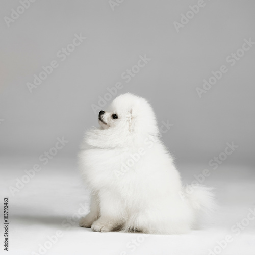 Studio portrait of pomeranian dog