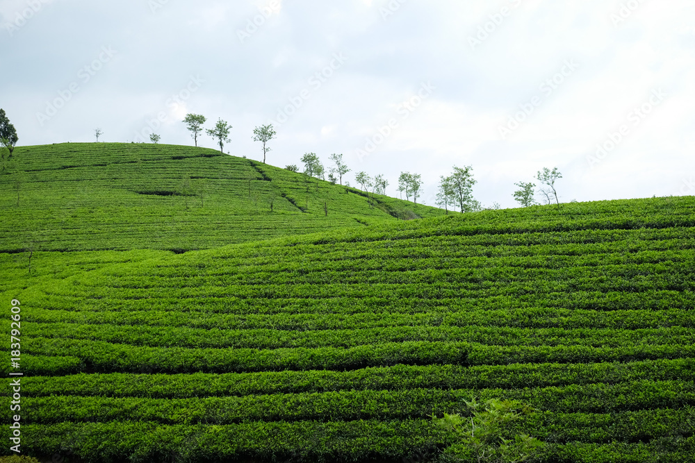 ​ Tea plantation farm hills, Beautiful greenery of Tea garden