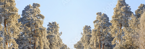 winter panorama of snow-covered trees photo