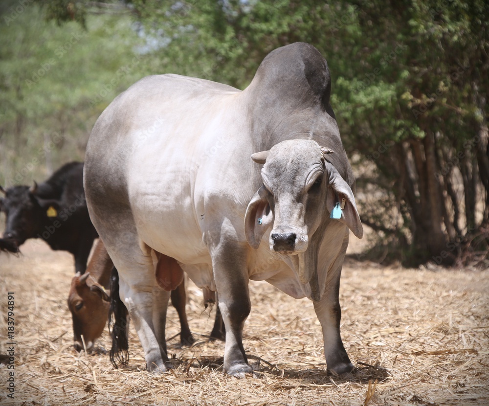 Fototapeta premium A Prize Brahman Bull