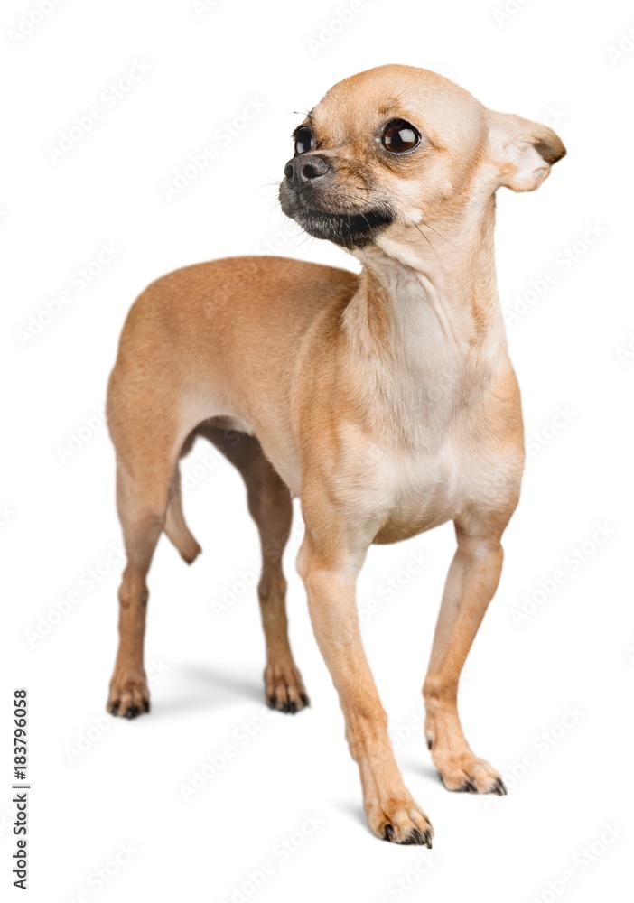 Chihuahua Chihuahua