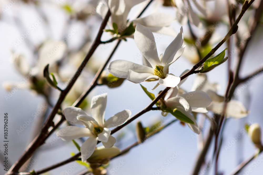 White flowers of magnolia kobus at blurred sky background White flowers of magnolia kobus at blurred sky background