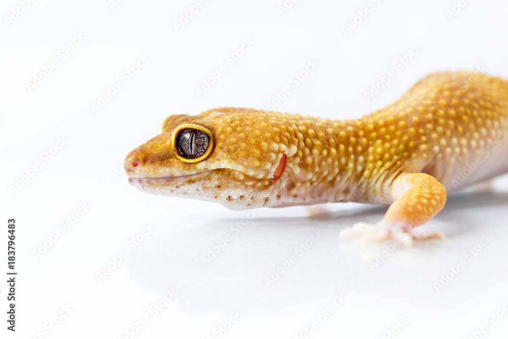 Orange leopard gecko walking and looking forward on white background Orange leopard gecko walking and looking forward on white background