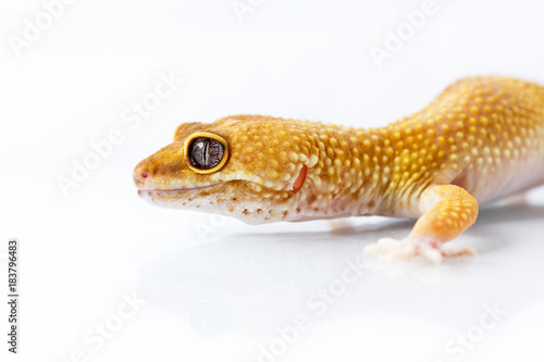 Orange leopard gecko walking and looking forward on white background