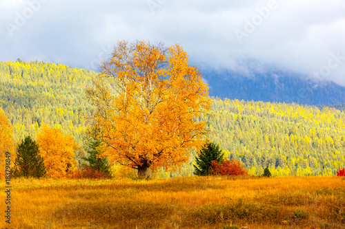 Lone autumn birch tree in a hilltop meadow with colorful mountain colors in background, Montana