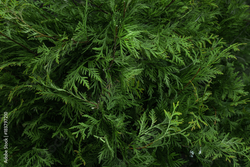 the texture of the fir green Christmas texture