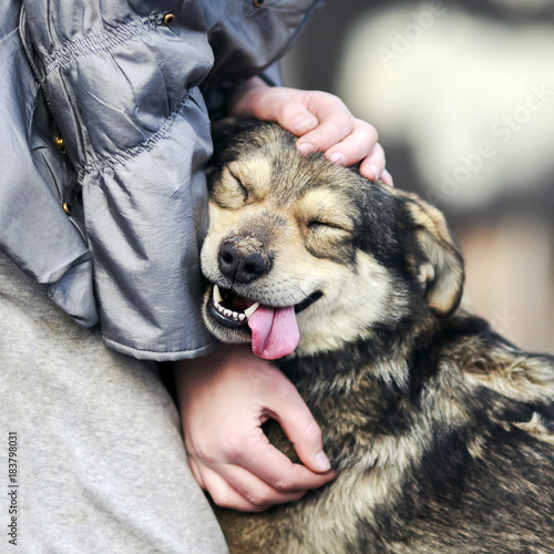 cute funny dog with a dirty nose lovingly clung to the feet of the girls and ...