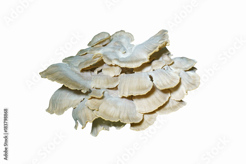 Giant polypore (Meripilus sumstinei). Called Black staining polypore also. Synonym: Grifolia sumstinei. Image of mushroom isolated on white background