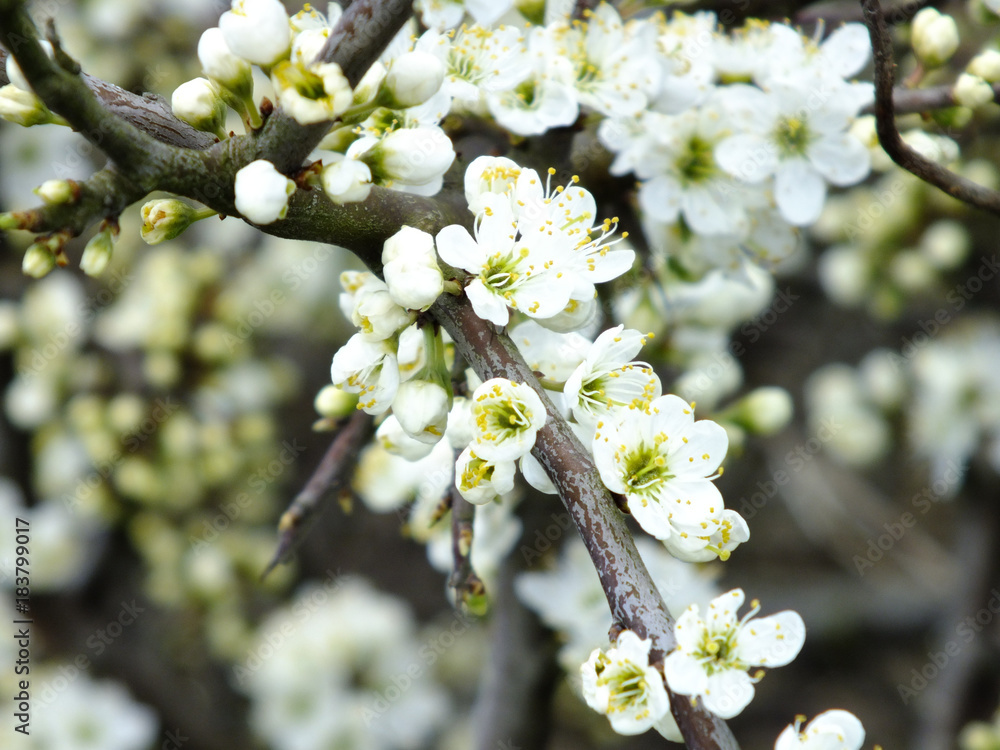 Obraz premium Frühling