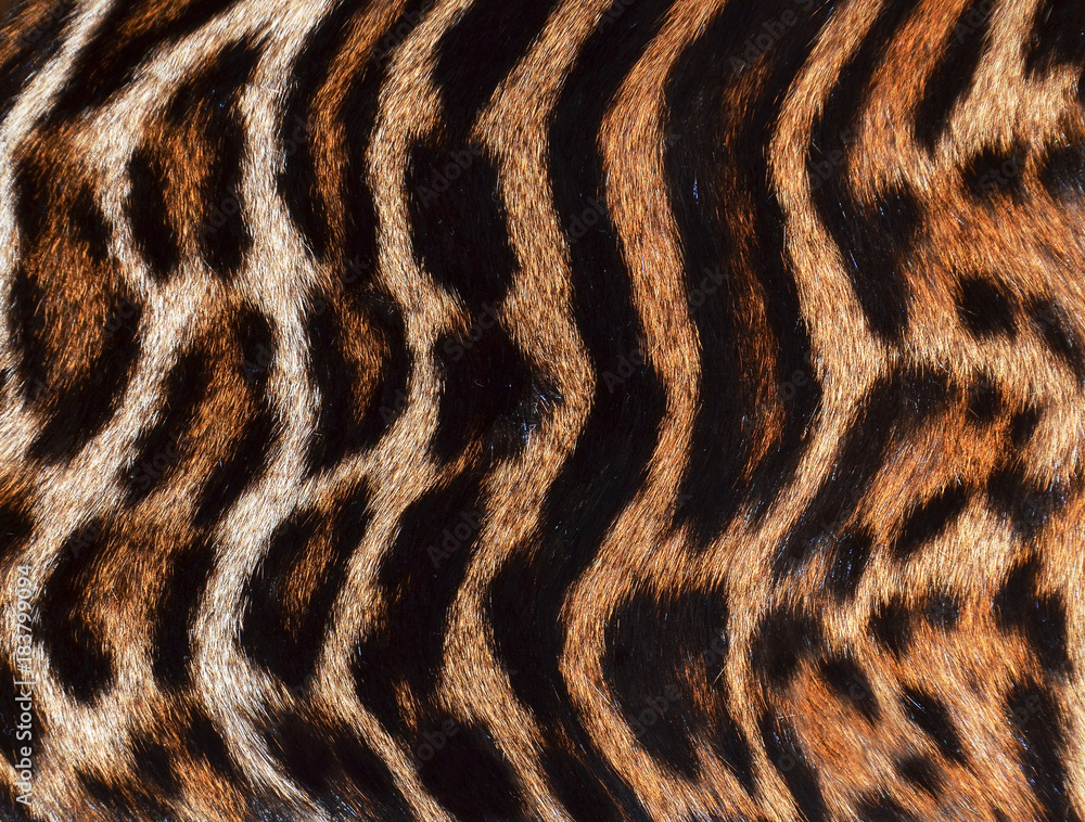 Fototapeta premium leopard background