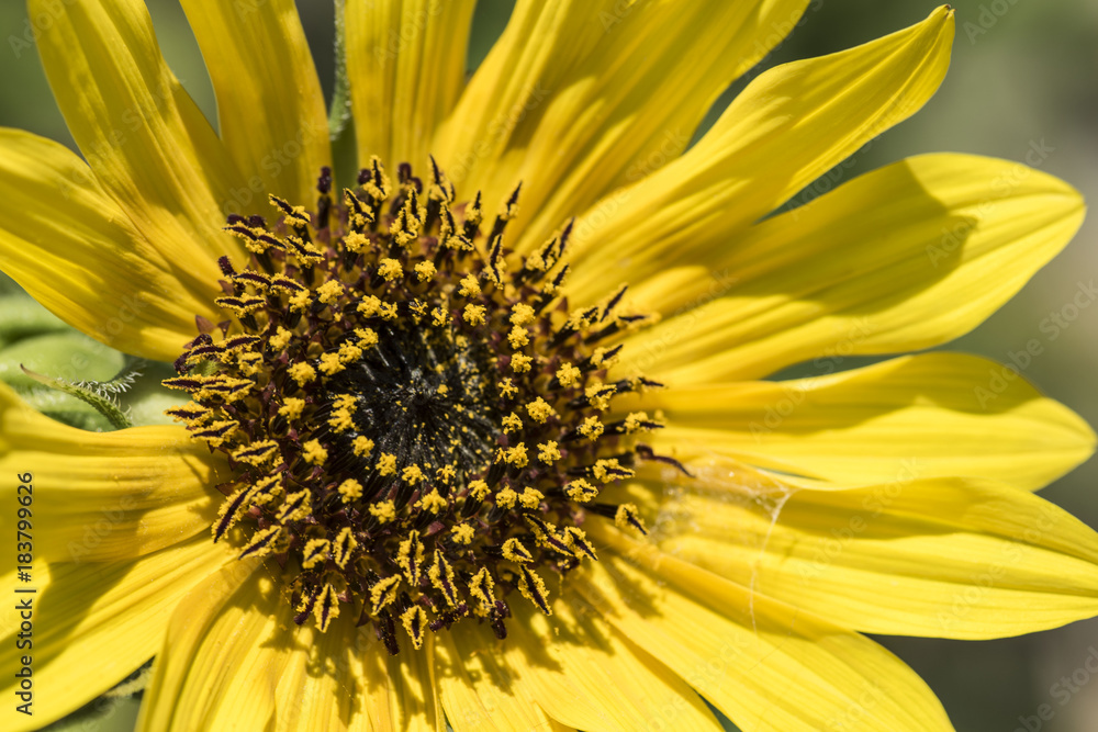 Sunflower Close up Sunflower Close up