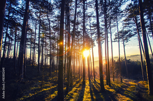 sunset rays in the forest 