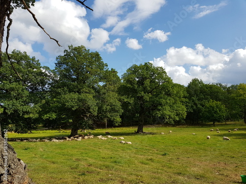 Trees and a meadow