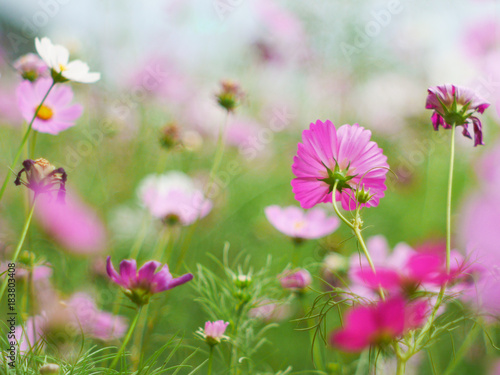 the  cosmos flower in the garden field on beautiful sunny day © kae2nata