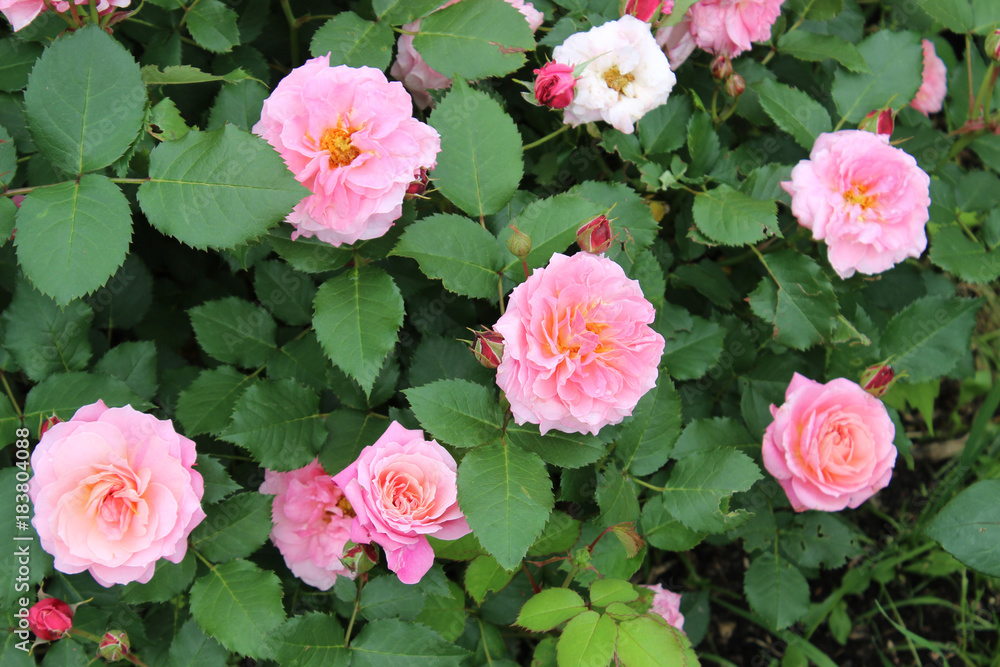 Bush of pink roses in the garden