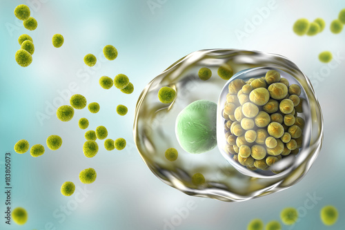 Chlamydia trachomatis bacteria, 3D illustration showing elementary bodies (green, extracellular) and reticulate bodies (red, intracellular)