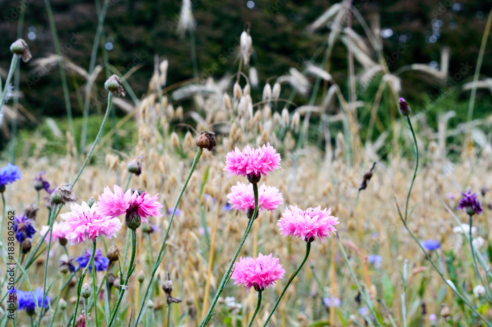 Pink and blue cornflowers in a field with more flowers and wheat in the background Pink and blue cornflowers in a field with more flowers and wheat in the background