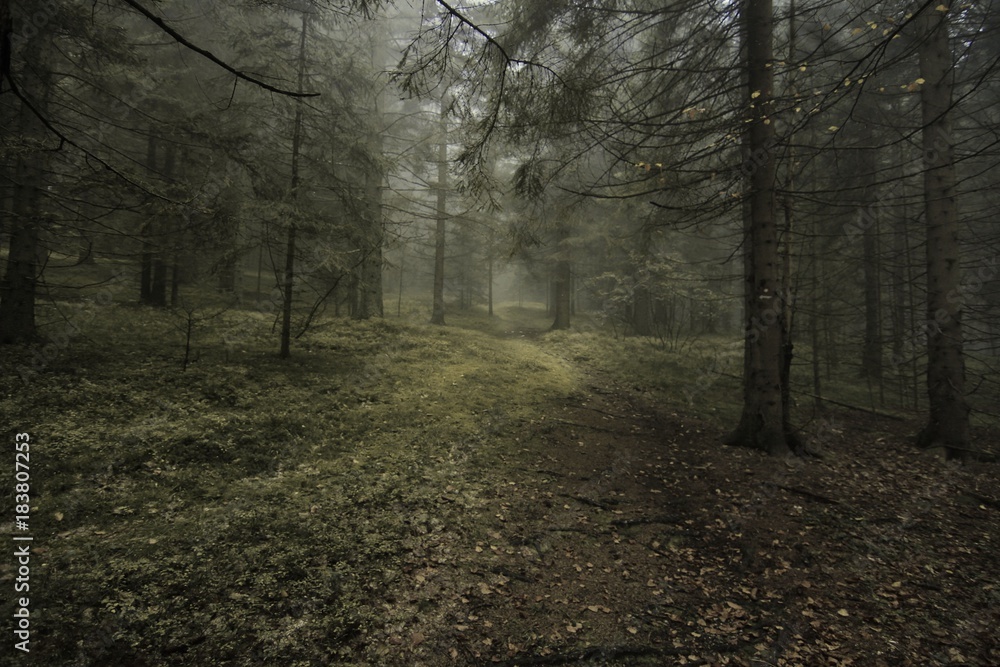 Fototapeta premium Mystical autumn forest