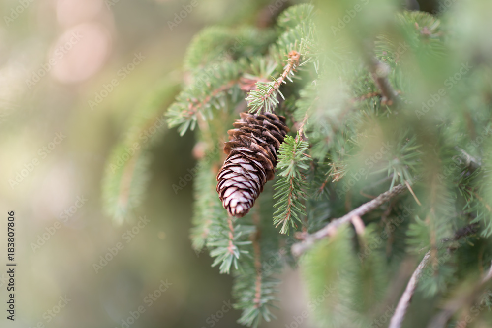 Fir Branch With Pine Cone