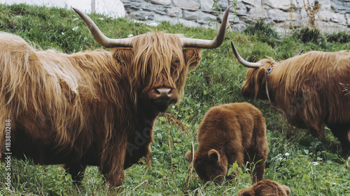 Musk Ox 