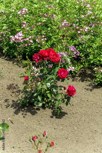 roses in the garden