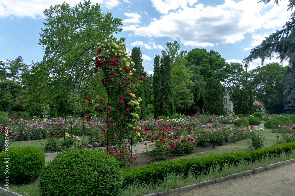 Obraz premium roses in the garden