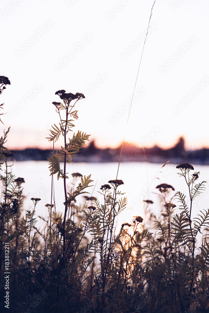 Fototapeta premium Flowers at sunset