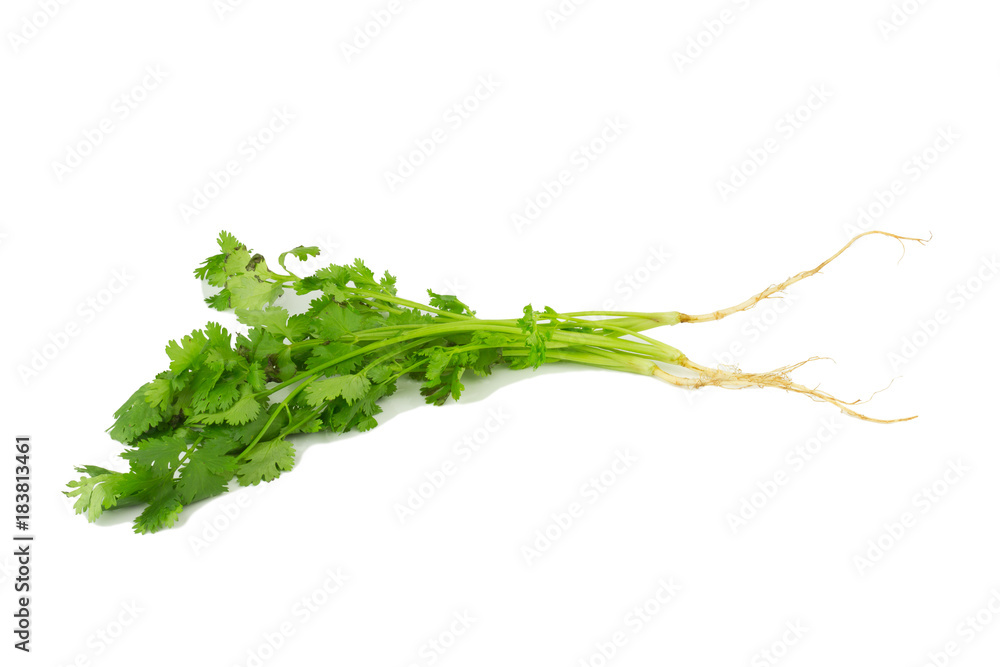 Coriander isolated on white background Coriander isolated on white background
